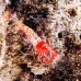 shrimp_hingebeak_nus_v_0705_png1778.jpg